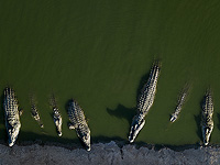 На заброшенной ферме в Иорданской долине убиты сотни крокодилов