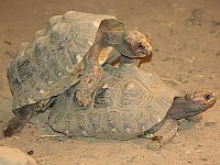 Исследование показало, что у черепах есть чувства, похожие на человеческие