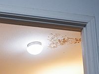 Воздействие грибков в помещении может быть более опасным, чем допускают действующие рекомендации