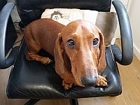 Ученые ответили на вопрос, осуждают ли нас собаки