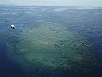 Крупнейший в мире коралловый риф пережил рекордное сокращение площади покрова