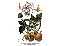 Современный картофель произошел от дикого томата 9 миллионов лет назад