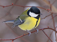 Орнитологи обнаружили, что большие синицы иногда 