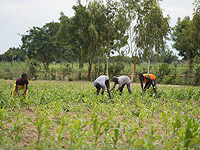 Исследователи превращают сорняки в биотопливо