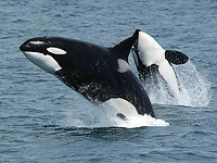 Косатки притворяются, что топят друг друга. Редкое событие засняли на камеру