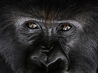 Гориллы ищут старых подруг даже после многих лет разлуки