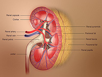 Израильские ученые впервые вырастили почку человека из стволовых клеток