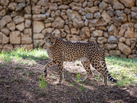Что делать с леопардом, который убил сотрудника Библейского зоопарка? Комментарий раввина