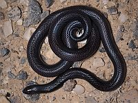 В Иорданской долине мужчину укусила ядовитая змея, пострадавший в тяжелом состоянии