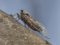 Цикады начинают петь, когда Солнце находится на 3,8 градуса ниже горизонта