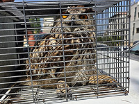 Из запертой машины в Иерусалиме спасли филина, птица конфискована. Видео