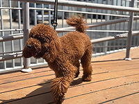 В Ор-Йегуде полицейский спас собаку, которую душил хозяин