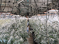 Пара из Кирьят-Аты создала гидропонную плантацию по выращиванию марихуаны в Хайфе