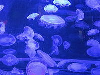 Нашествие медуз привело к остановке АЭС во Франции