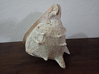 Дуновение в ракушку может помочь облегчить апноэ во сне