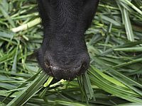 Больной бешенством теленок обнаружен в мошаве Альма в Галилее