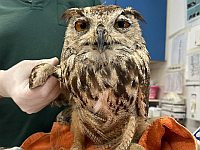 Филин, спасенный из запертой машины в Иерусалиме, оказался обезвожен и крайне истощен