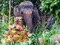 Всемирный день слонов. Фотогалерея