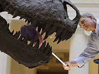 Зубы динозавров свидетельствуют: некоторые из них были привередливыми едоками