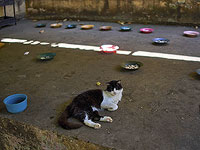 У кошек деменция развивается так же, как у людей. Новое исследование