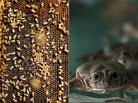 Пчелы и лягушки помогают израильским ученым бороться с супербактериями