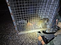 В деревне Азария изъята зеленая мартышка: владельцы вырвали ей клыки