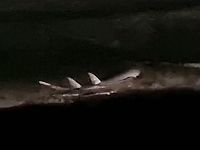 Около берега в Ришон ле-Ционе были замечены песчаные акулы. Видео