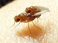 Один ген полностью изменил то, как мухи влюбляются друг в друга