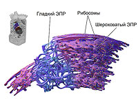 Клетки организма меняют форму, чтобы справиться с ранами