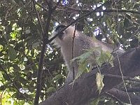 В Явне на улице поймали зеленую мартышку – она прыгала по деревьям
