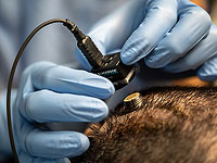 Ученые разработали мозговой имплантат для превращения мыслей в речь