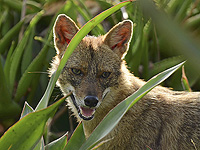 Больной бешенством шакал обнаружен в кибуце Аелет а-Шахар в Галилее Больной бешенством шакал обнаружен в кибуце Аелет а-Шахар в Галилее