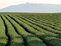 ИИ-модель, обученная на спутниковых снимках, помогает фермерам правильно поливать нут