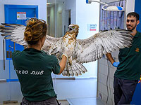 Змееяд с деформированными конечностями проходит лечение в больнице при 