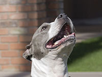 Дело о питбуле в Кирьят-Бялике: отец погибшей малышки просит БАГАЦ об эксгумации тела