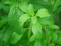 Экстракт листьев стевии может быть эффективным средством при лечении рака