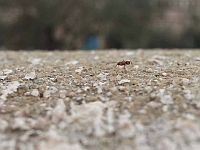 Как бактерии выживают на песчинках, которые ветер переносит из Сахары в Израиль