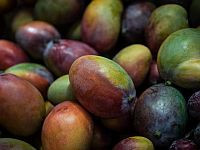 Конфликт Трампа с Бразилией привел к резкому падению цен на манго в Израиле