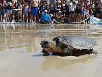 Семь морских черепах выпущены на природу на пляже Бейт-Янай после длительного лечения