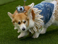 Гонки корги и парад мод. Фоторепортаж из Вильнюса