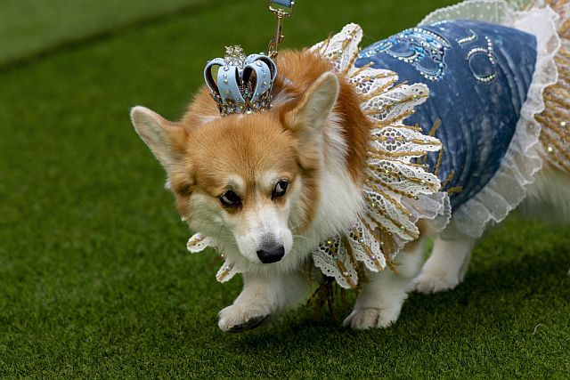Гонки корги и парад мод. Фоторепортаж из Вильнюса
Гонки корги и парад мод. Фоторепортаж из Вильнюса