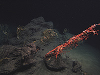 Ученые выяснили, как микробы сотрудничают, чтобы поглощать мощный парниковый газ