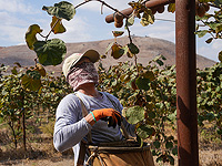 Израильский совет растениеводства рекомендует не покупать местные киви: 