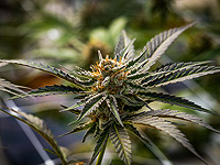 Соединения в каннабисе способствуют здоровому старению