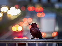 Cветовое загрязнение заставляет городских птиц бодрствовать дольше каждый день