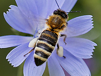 Крошечный пчелиный мозг может содержать ключ к более умному искусственному интеллекту