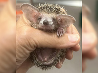 Наплыв детенышей ежей в 