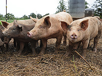 Хирурги впервые пересадили легкое свиньи человеку с мертвым мозгом