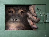 Приматы с более длинными большими пальцами, как правило, имеют больший мозг