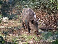 С начала года в Хайфе были отстреляны 190 диких кабанов